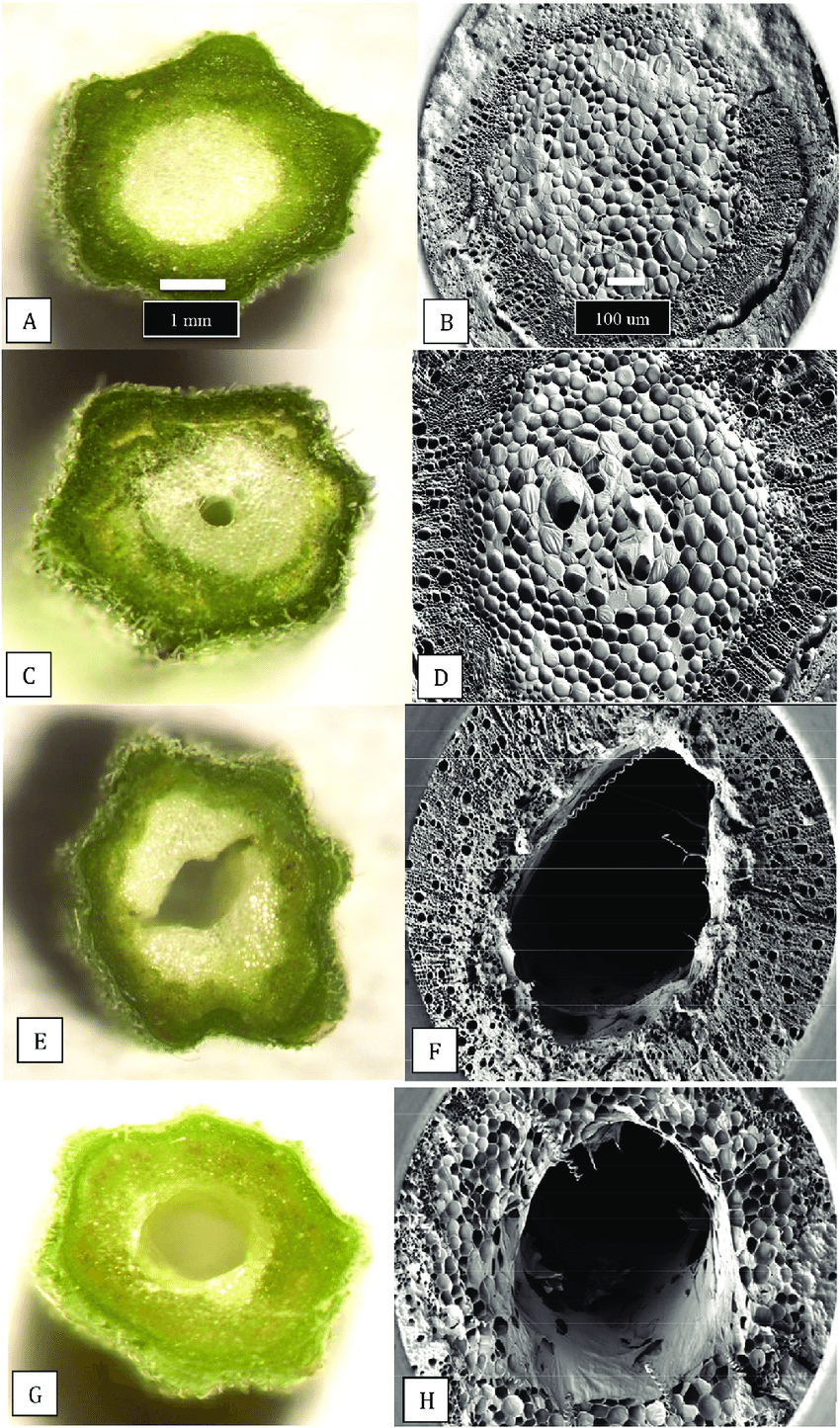 The-extent-of-development-of-the-central-pith-tissues-in-cannabis-stem-cuttings-The.png