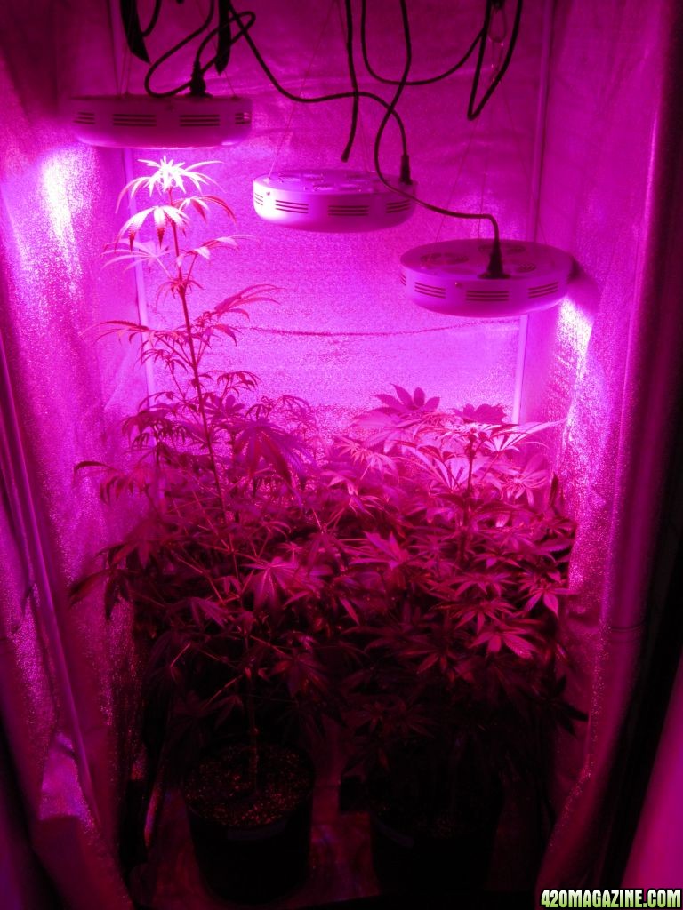 THE GIRLS 2 weeks Into Flower