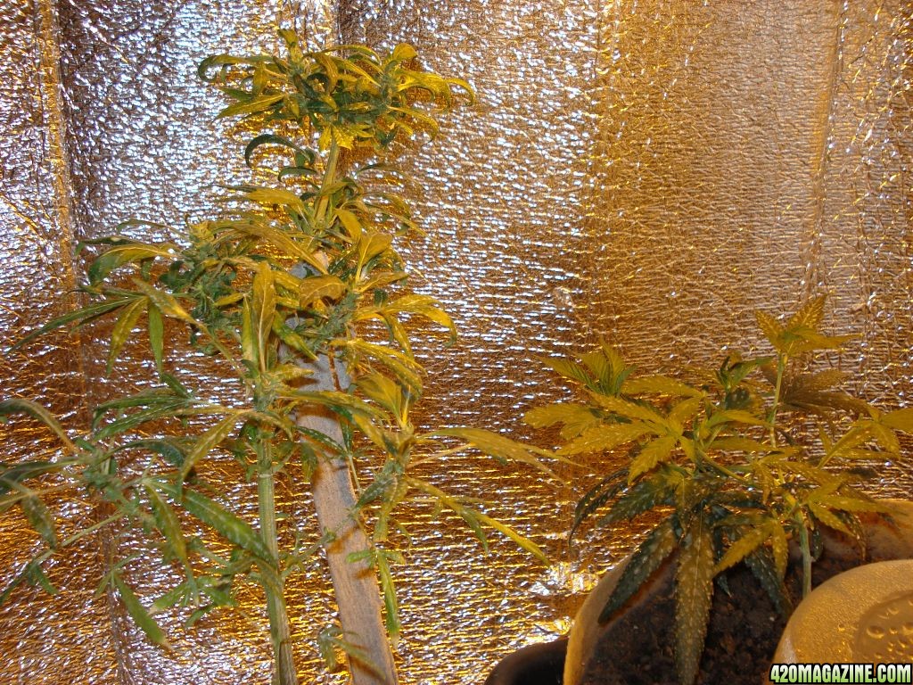 THE GROW BOX WEEK 3 SATIVA MOTHER,INDICA CLONE