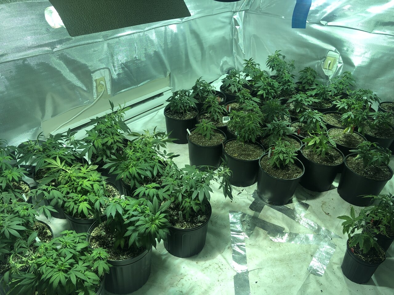 The grow room 3 gal