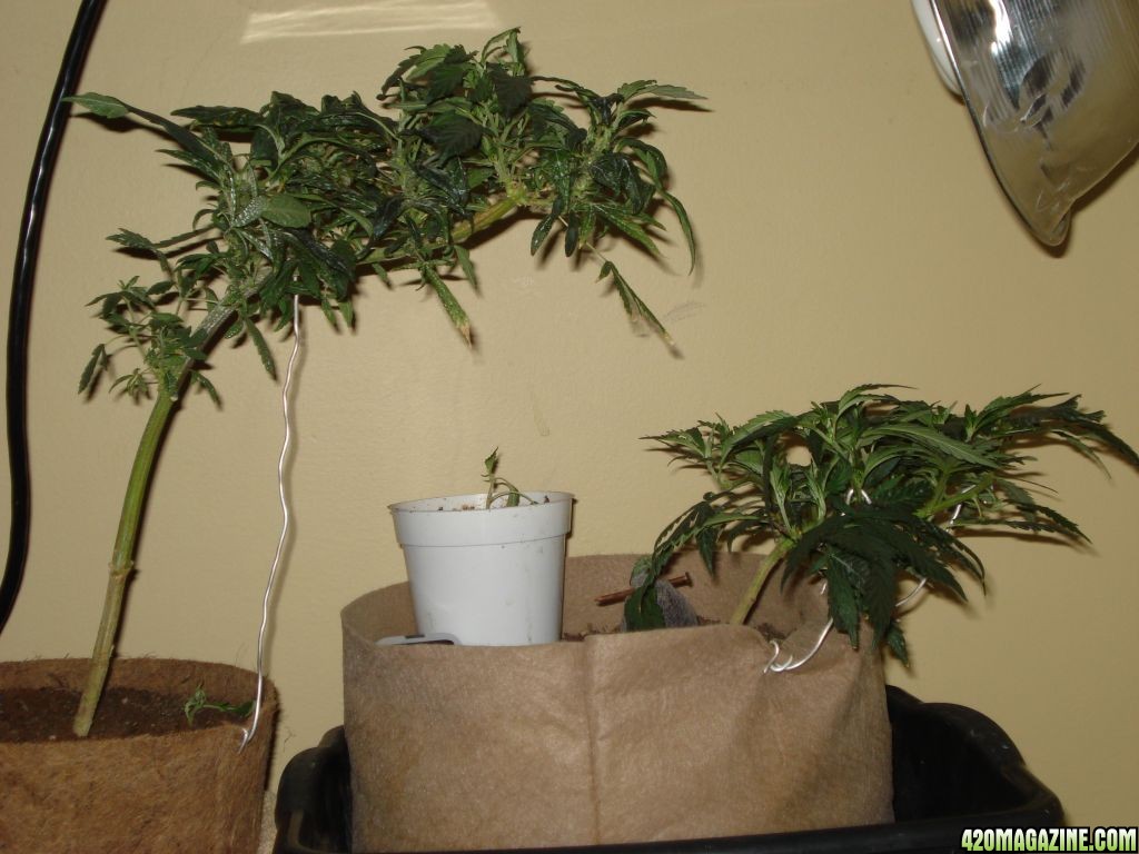 the grow room, sativa mother plant, blackwood og clone