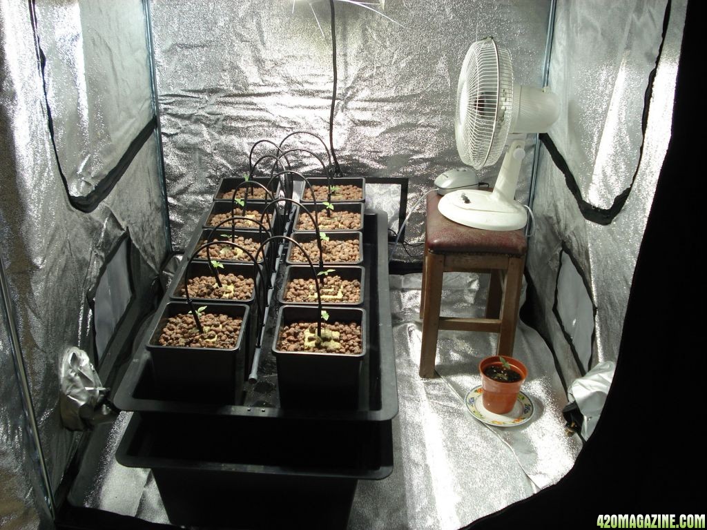 the grow room