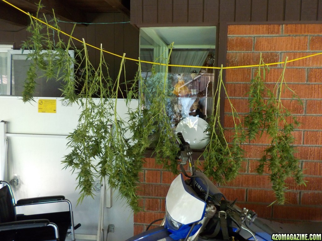 The Harvesting of Plant#1 in Planter#2