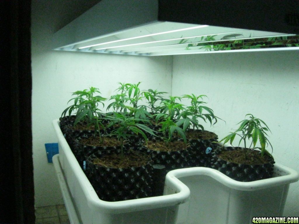 The Kush Nursery