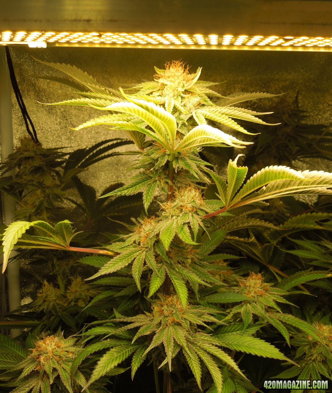 The purple D buds day 46.jpg