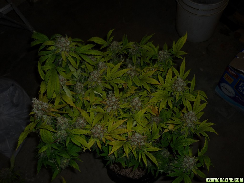 The Purps  NL#5 X Haze  Nebula  Day 68 Bloom/Harvest