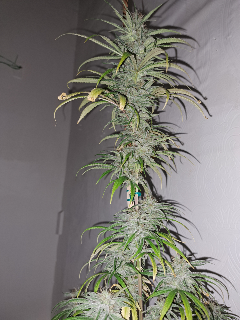 The Sativa looking plant from indica cross