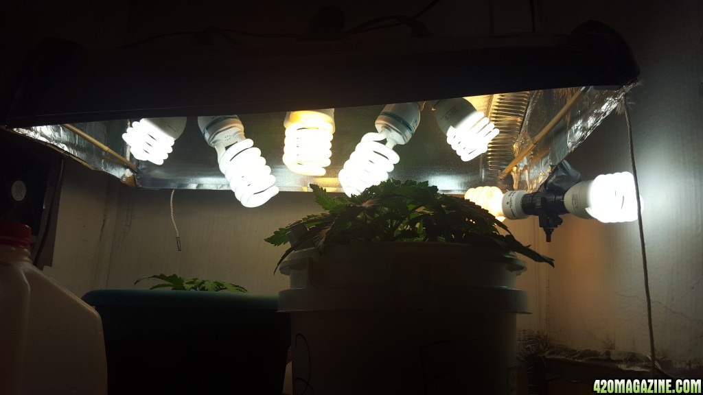 **The SCROG**My First**