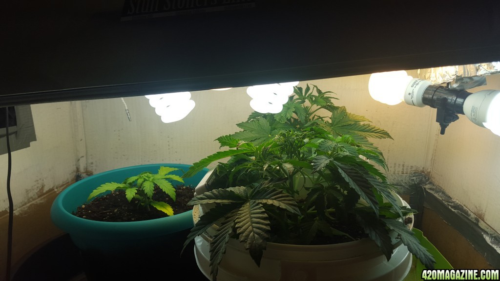 **The SCROG**My First**