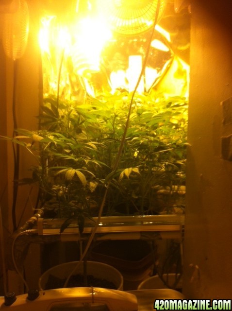 The scrog