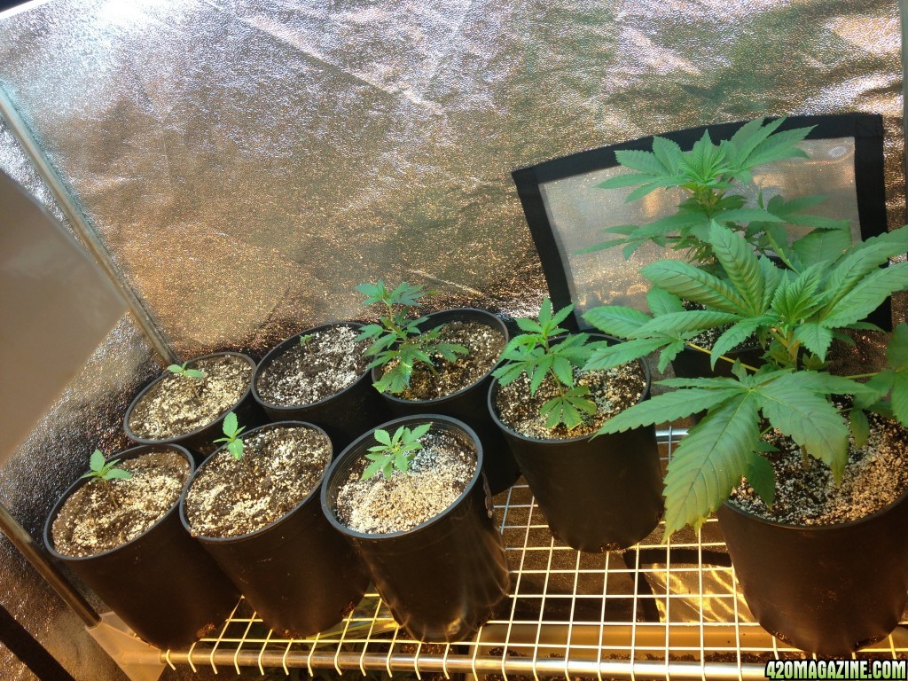 The seedlings/clones