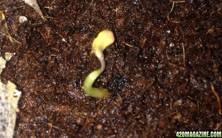 The shriveled seedling