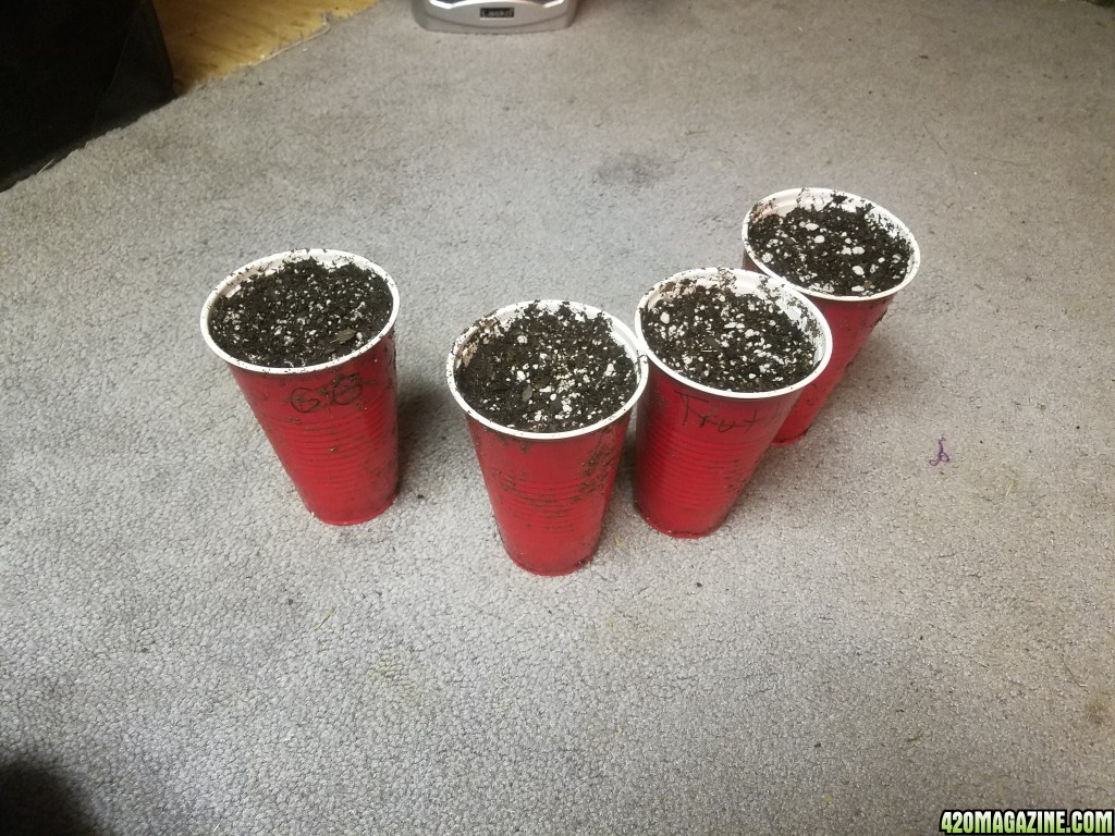 The start of my new grow