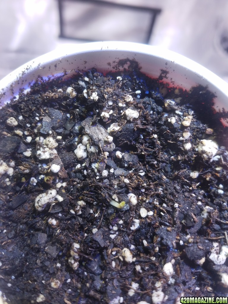 The start of my new grow