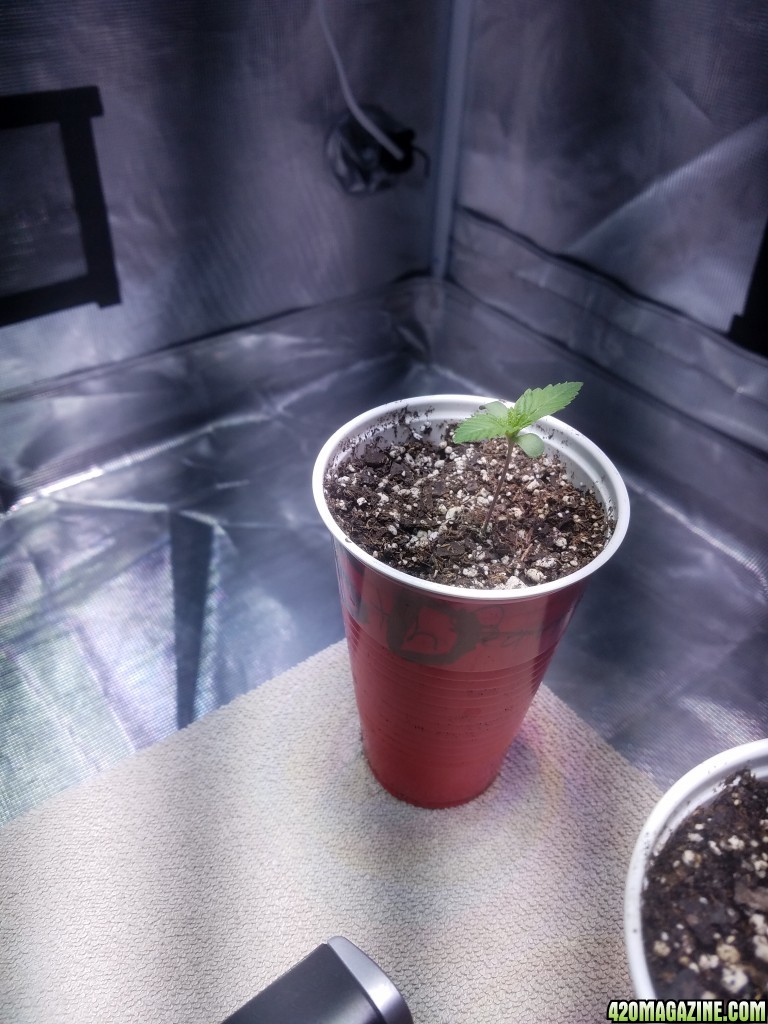 The start of my new grow