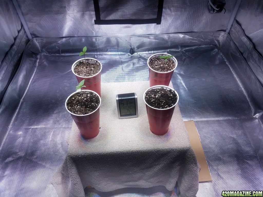 The start of my new grow