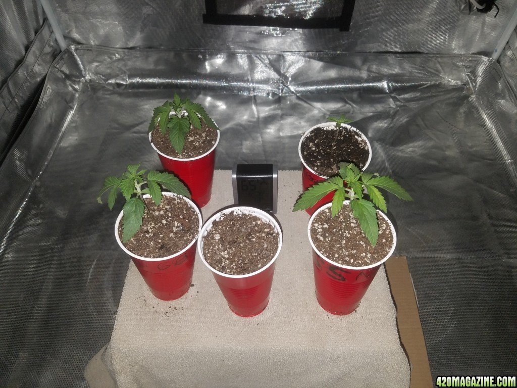 The start of my new grow