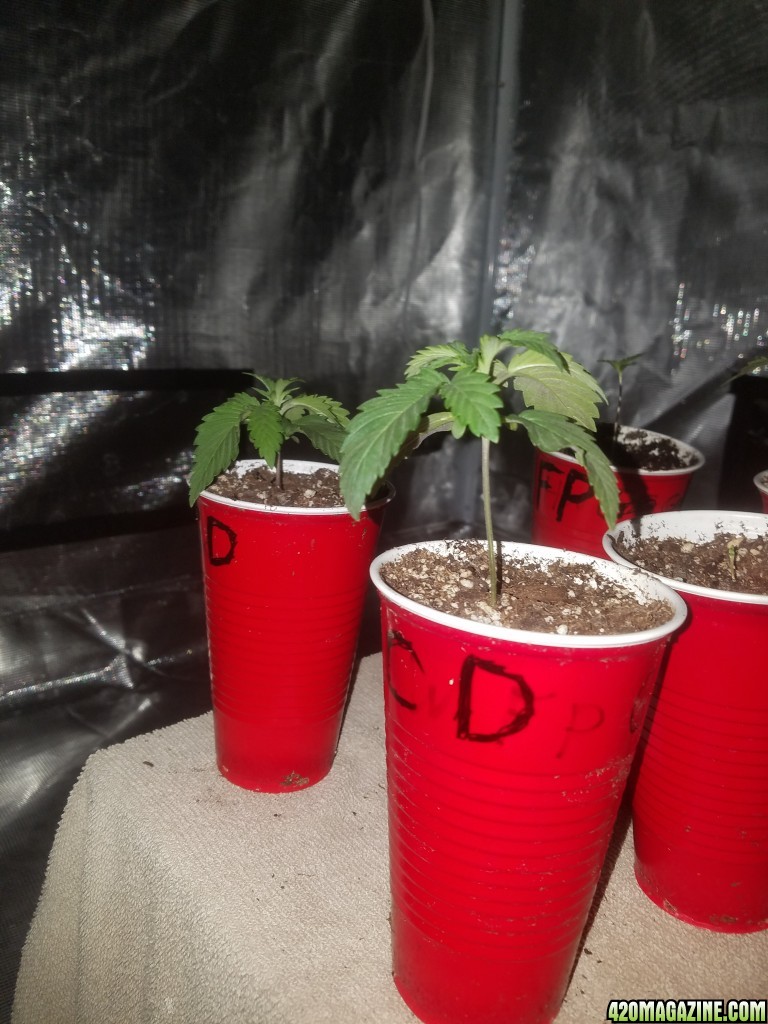 The start of my new grow