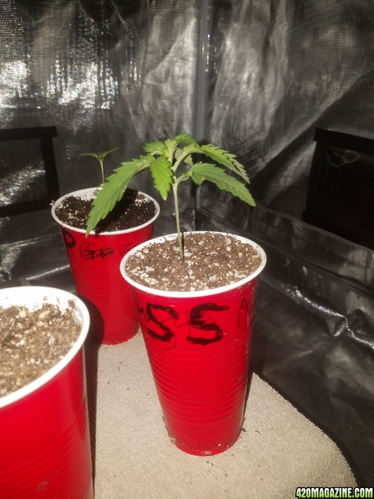 The start of my new grow