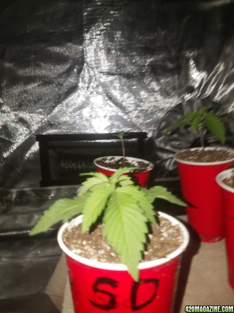 The start of my new grow