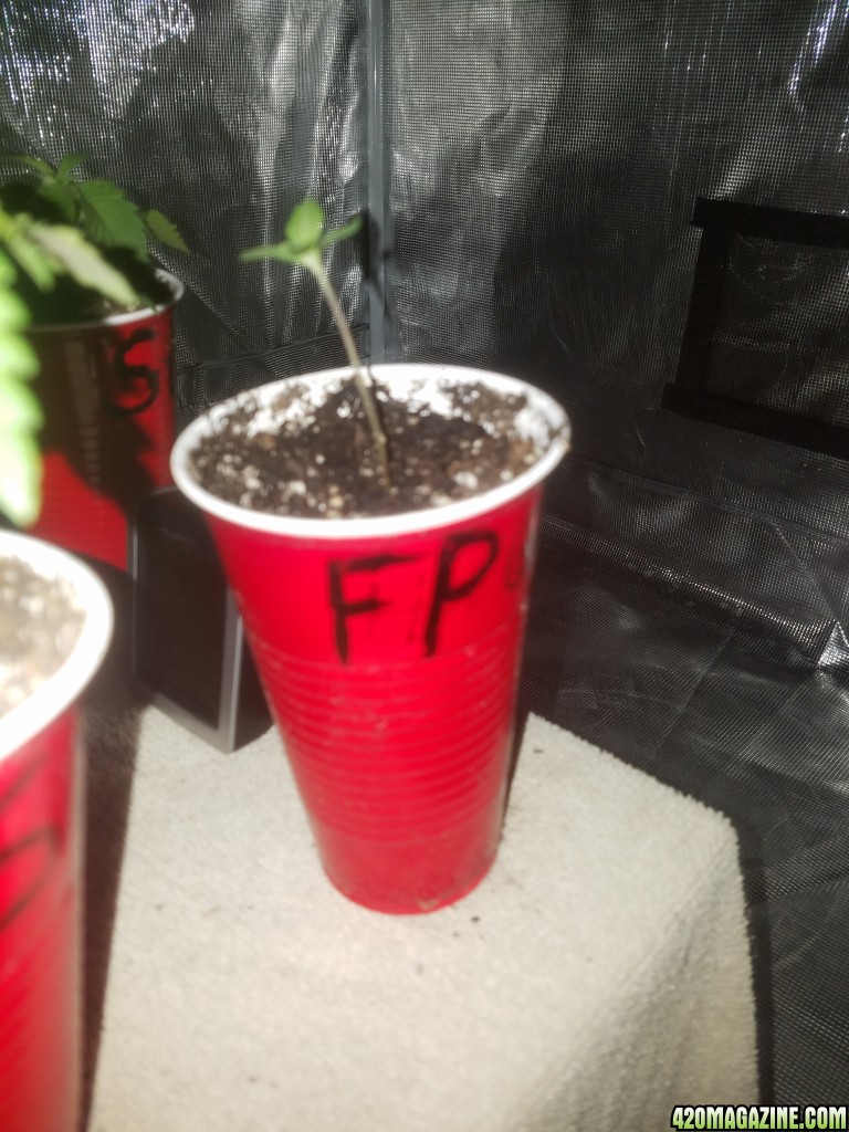 The start of my new grow