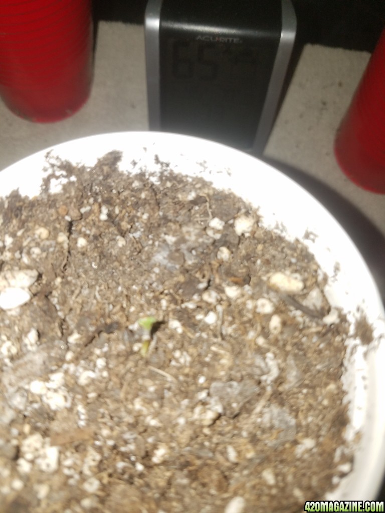 The start of my new grow