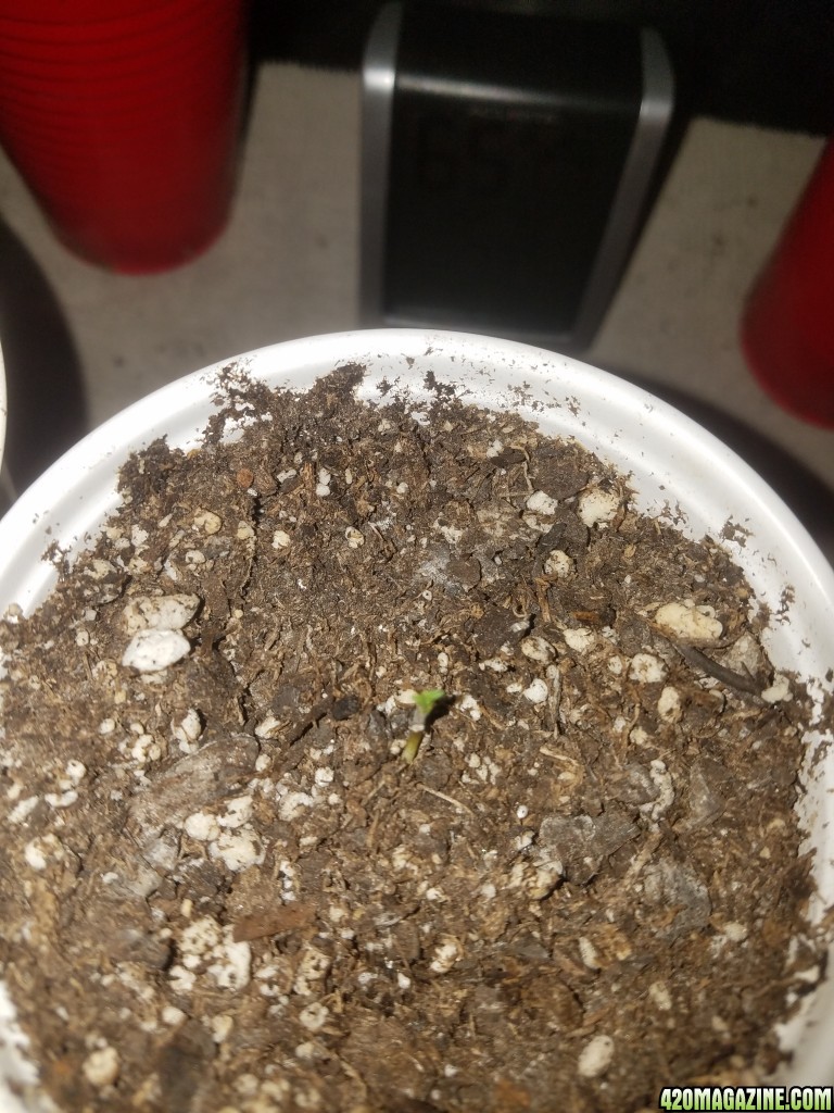 The start of my new grow