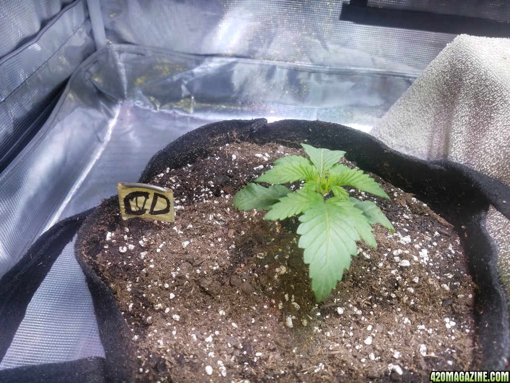 The start of my new grow