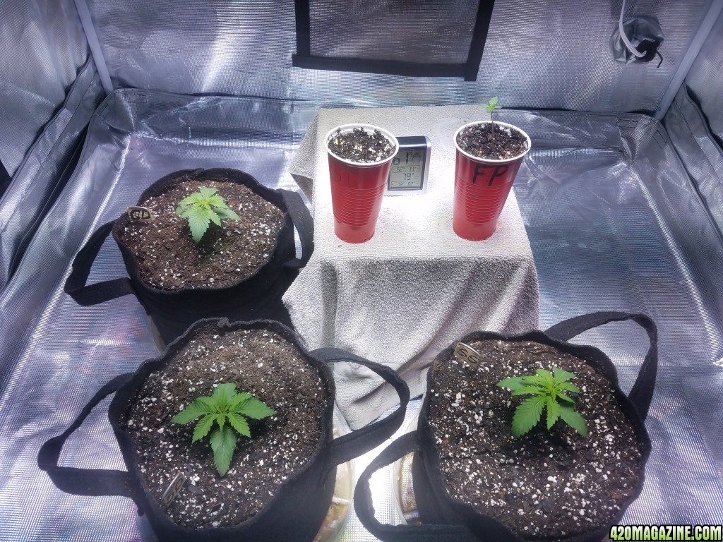 The start of my new grow