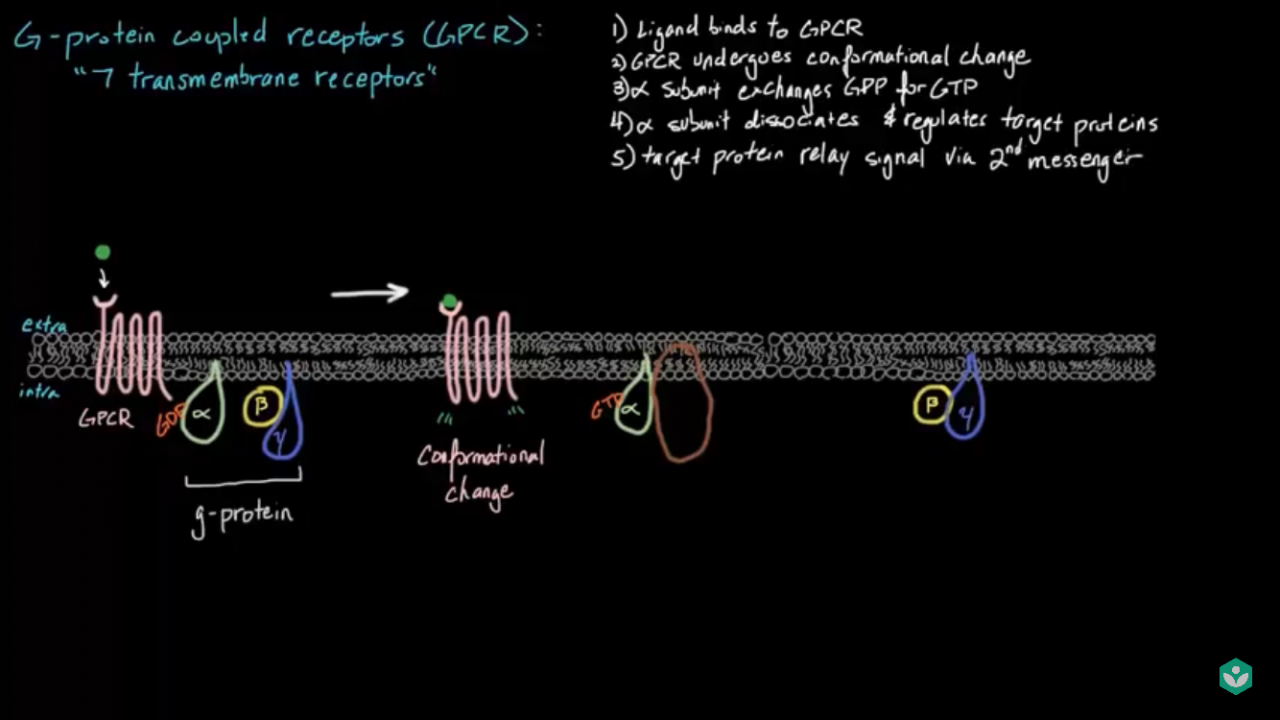 The target protein relays the signal via a 2nd messenger