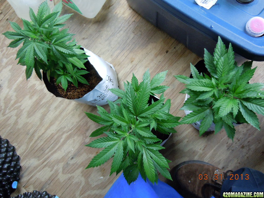 The three sick og kush clones