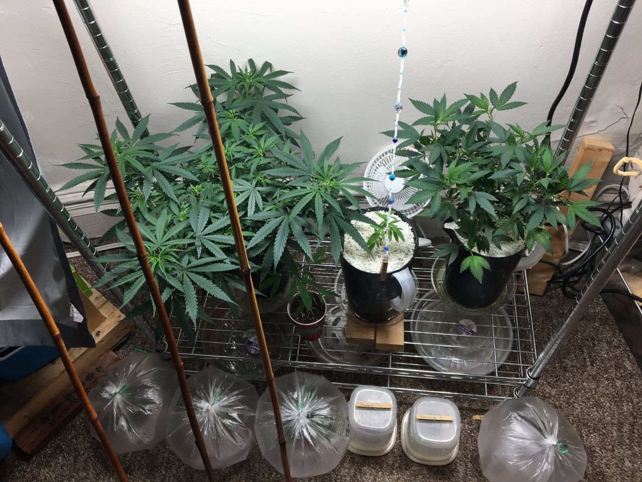 The veg shelf and clones