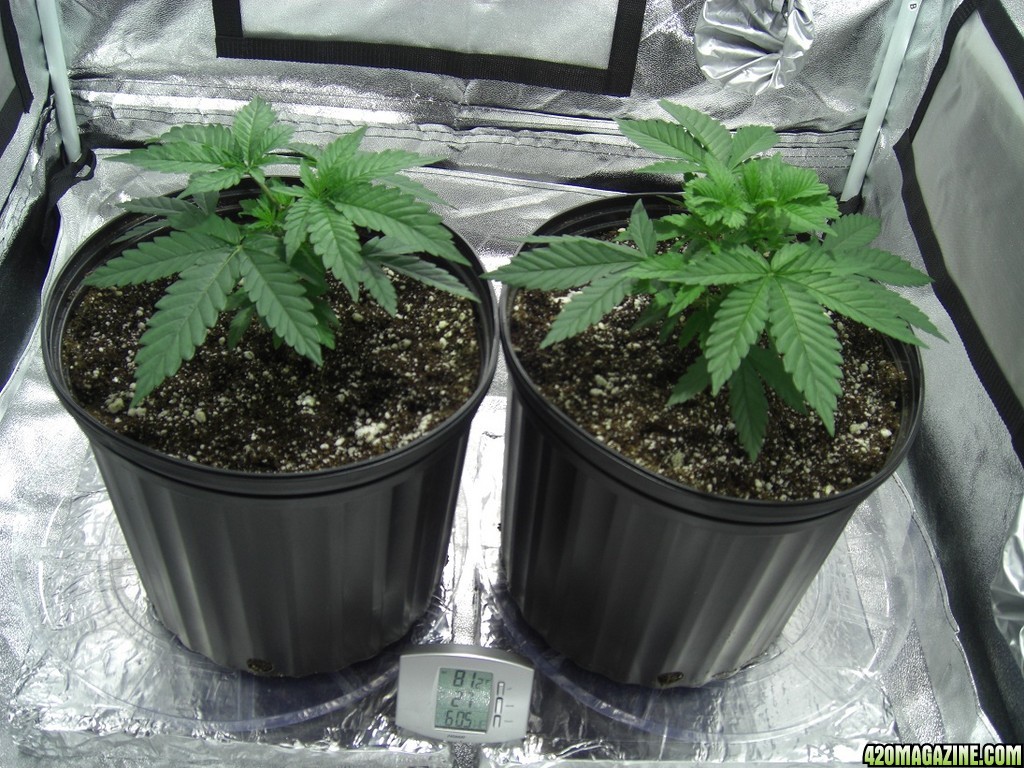 Thefirstime First Grow