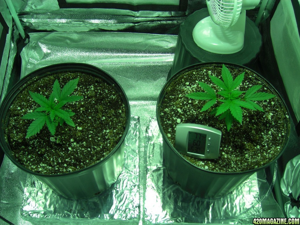 Thefirstime First Grow