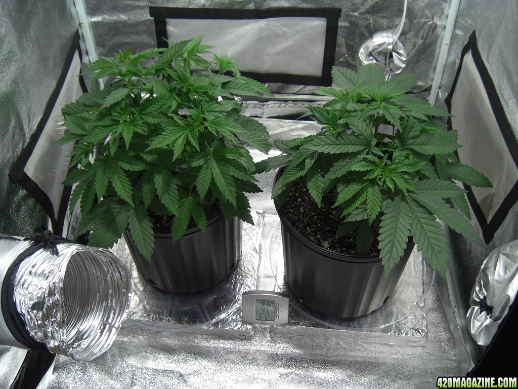 Thefirstime First Grow