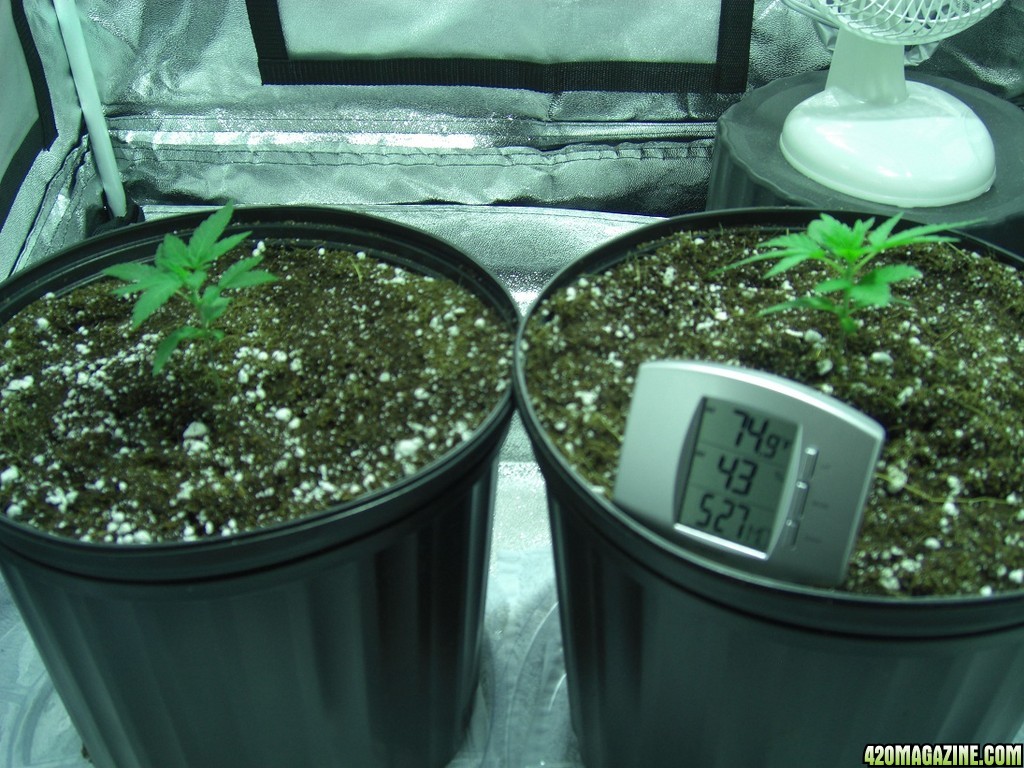 Thefirstime First Grow