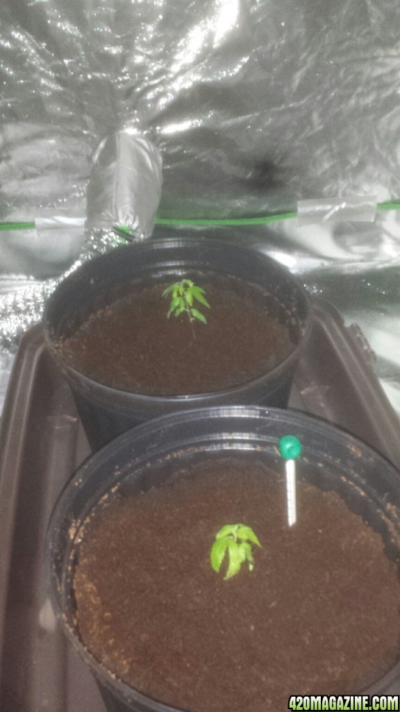 Them transplanted