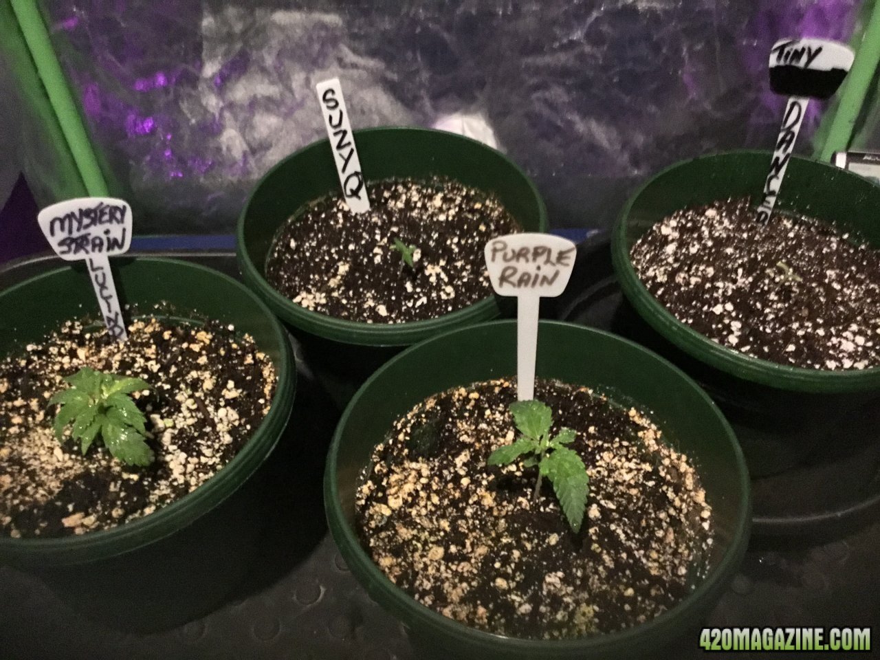 These 4 Galz are looking nice & healthy.