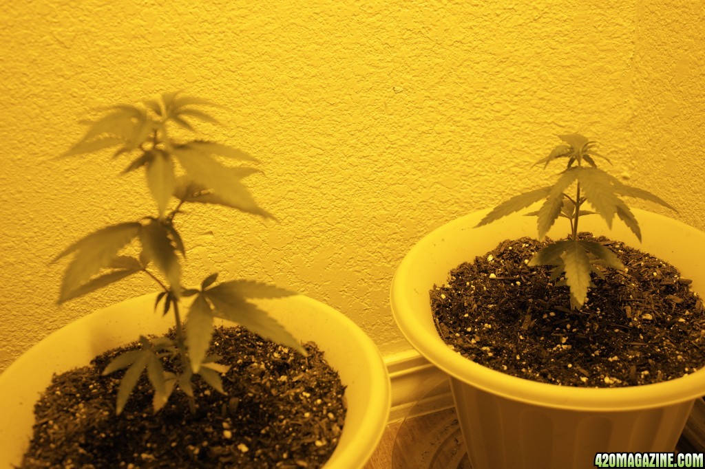 These are my first cannabis plants every started from seed