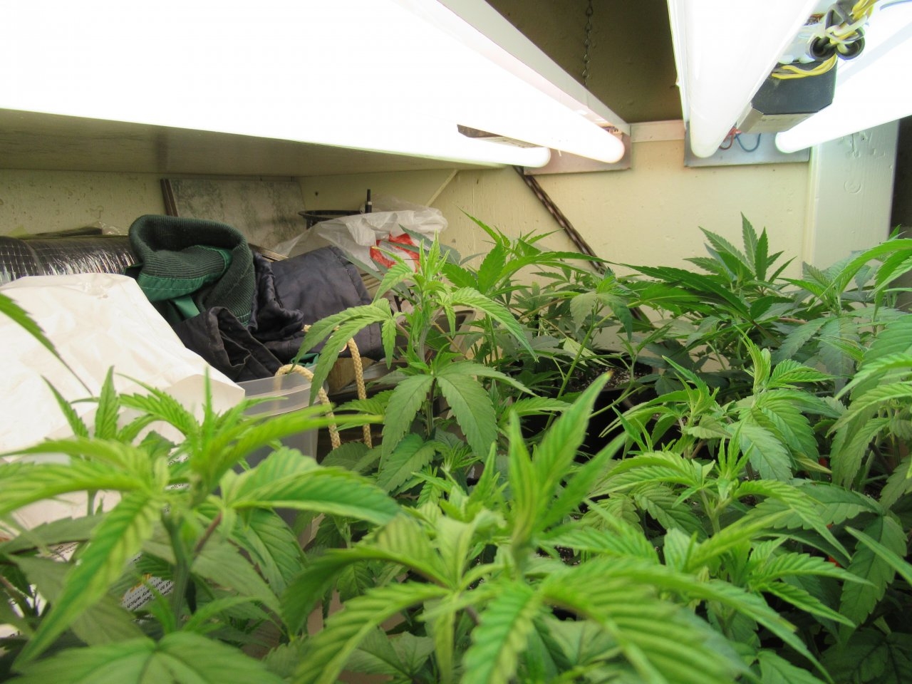 They are all ready for flower when the tent is