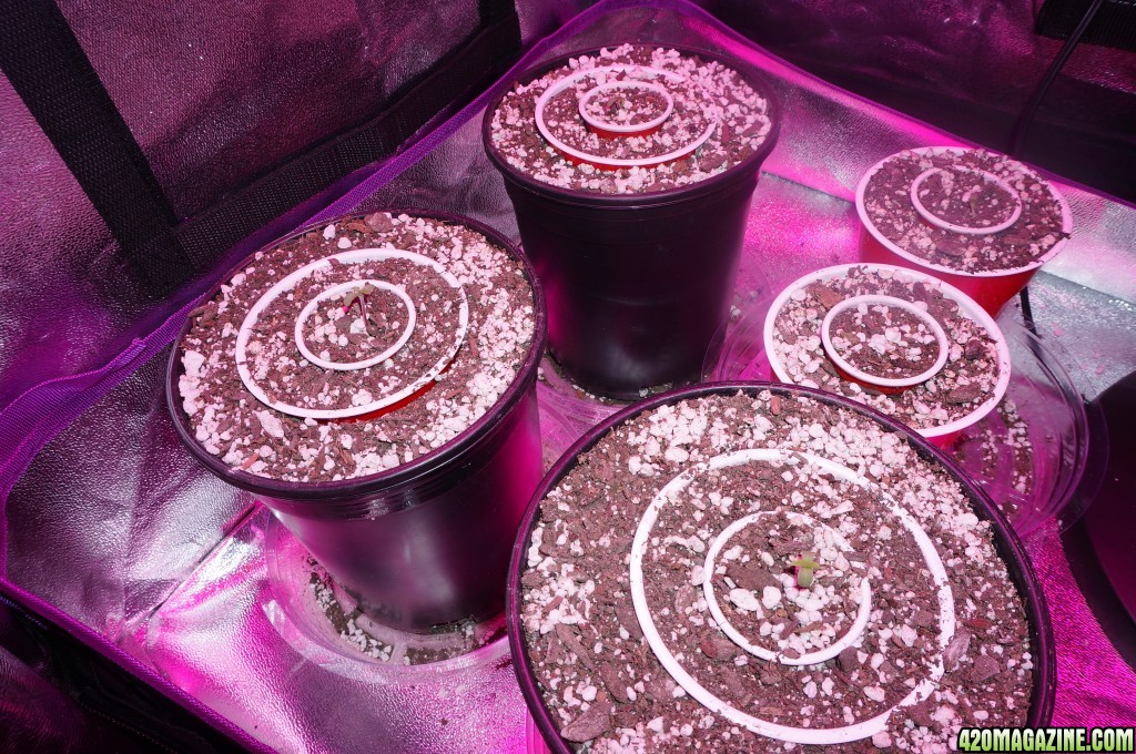 Thin Mints Grow Journal