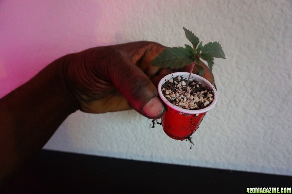 Thin Mints Grow Journal