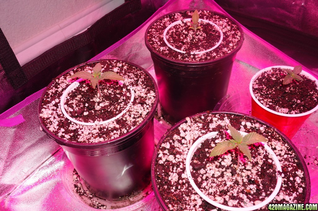 Thin Mints Grow Journal