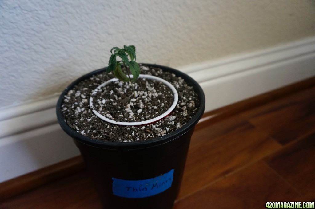 Thin Mints Grow Journal