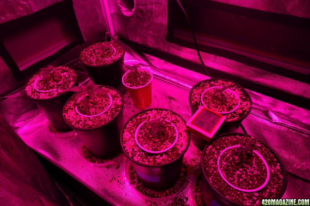 Thin Mints Grow Journal