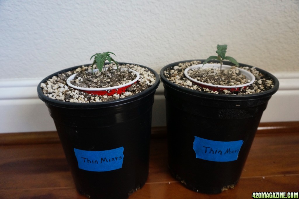 Thin Mints Grow Journal