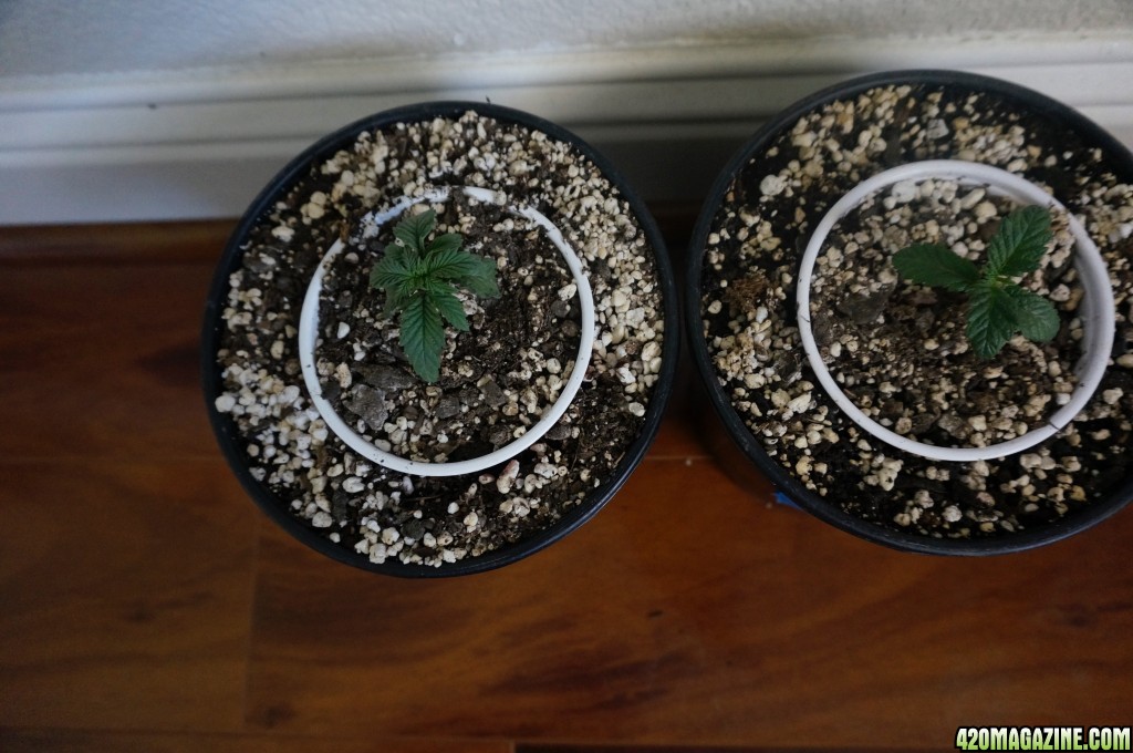 Thin Mints Grow Journal