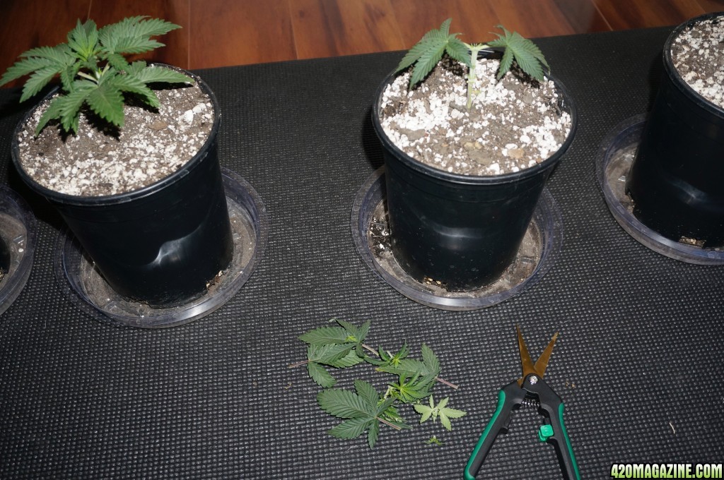 Thin Mints Grow Journal