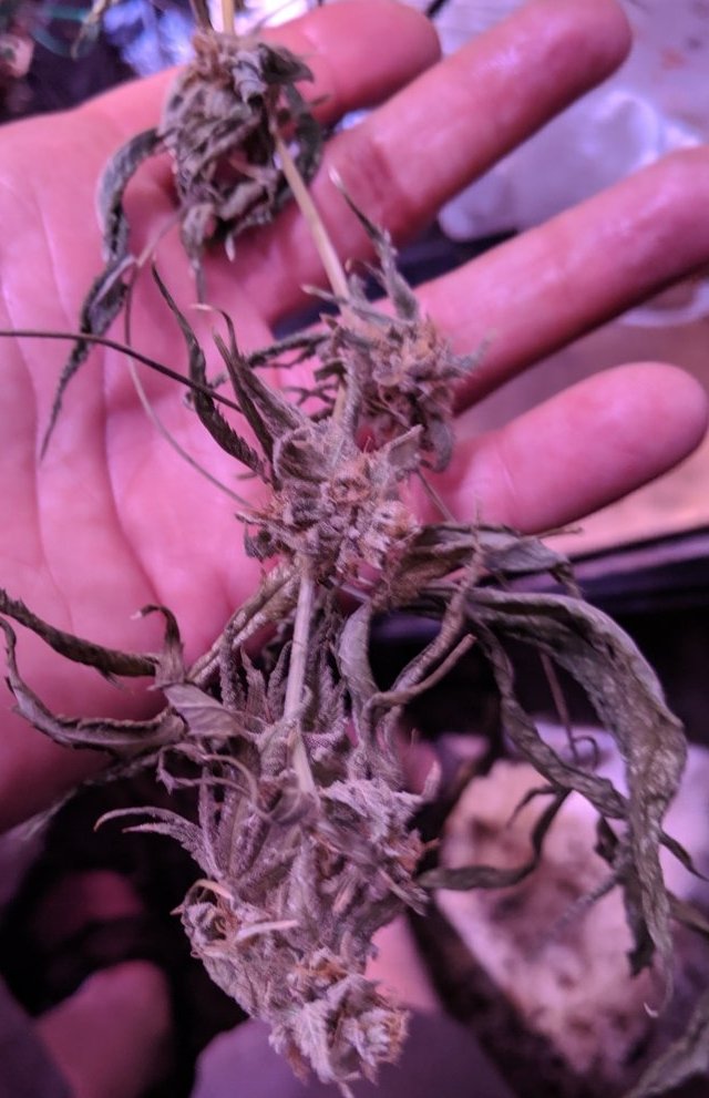 Thinking bud rot