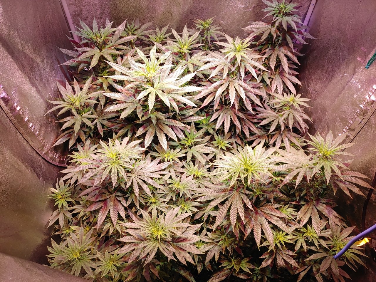 Third day flower